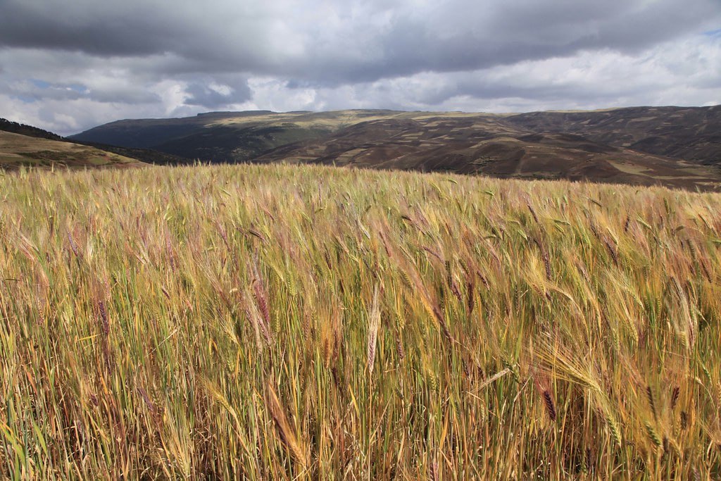 4-Day Teff Route to Gojjam – From Farm to Injera